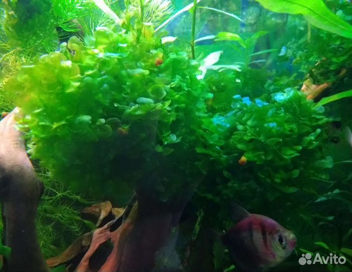 Аквариумное растение Ламориопсис