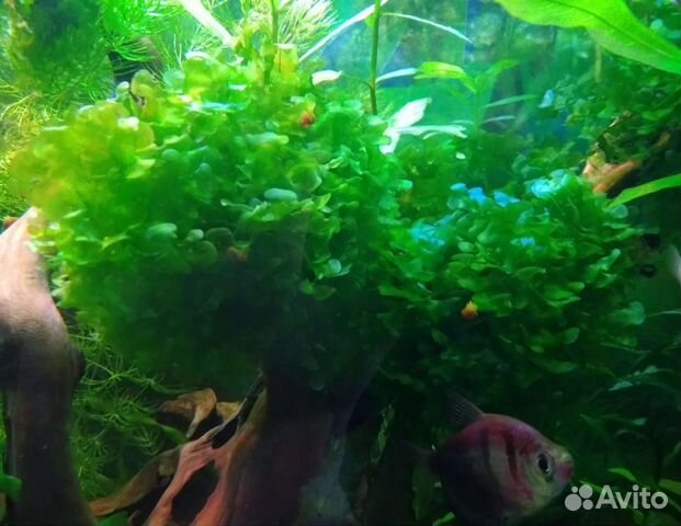 Аквариумное растение Ламориопсис