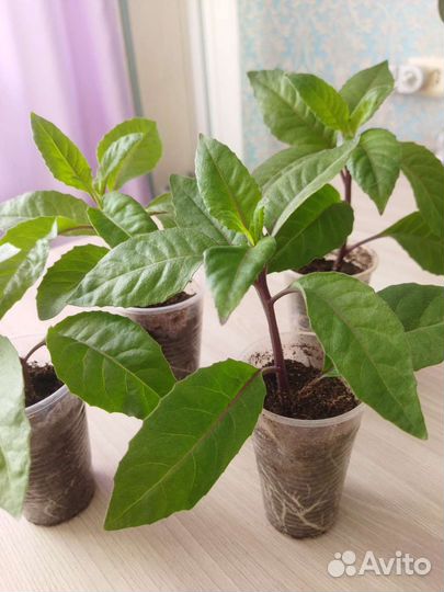 Джинура Прокумбенс