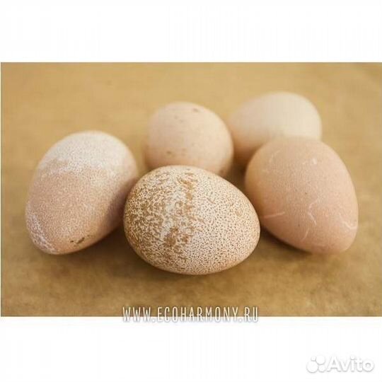 Инкубационное яйцо цесарок, фазанов и бентамок