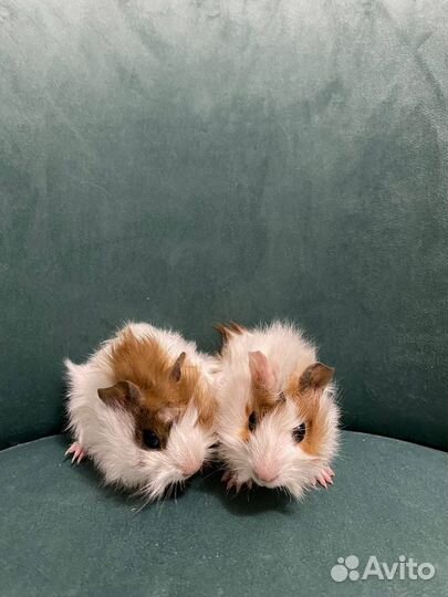 Морская свинка