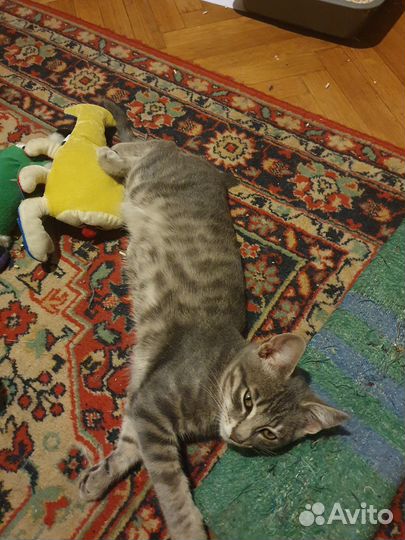 Отдам в добрые руки