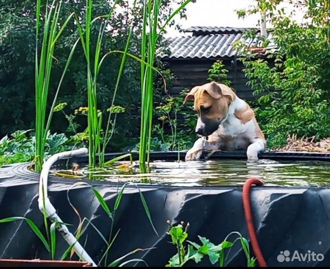 Стаффорд вязка