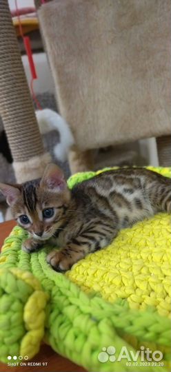 Бенгальская леопардовая кошка