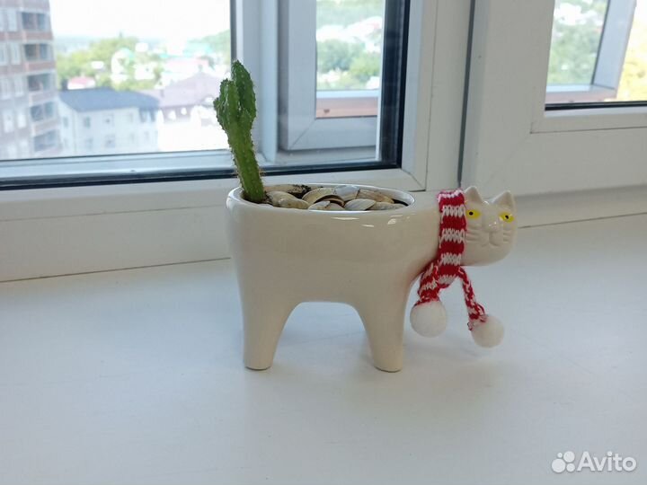 Кактус в горшке