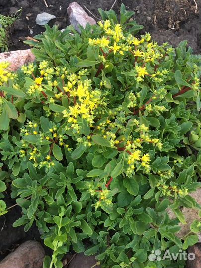 Овсяница,фаларис,очитки, и др.для горки,рокария