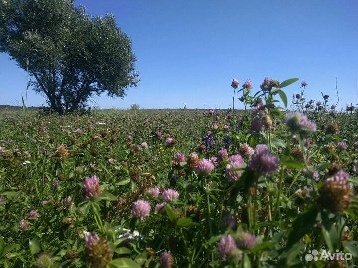 Сено сеяное, луговое, разнотравье