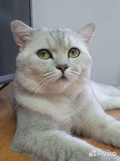 Вязка Шотландский котик и Продажа