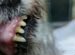 Чистка зубов ултразвуком У собак И кошек