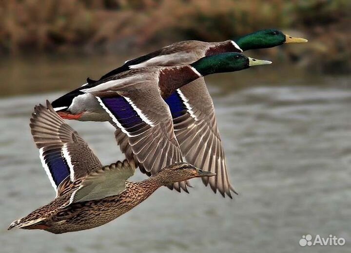 Утки подсадные для охоты