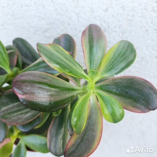 Толстянка Вариегата / Крассула / Денежное дерево