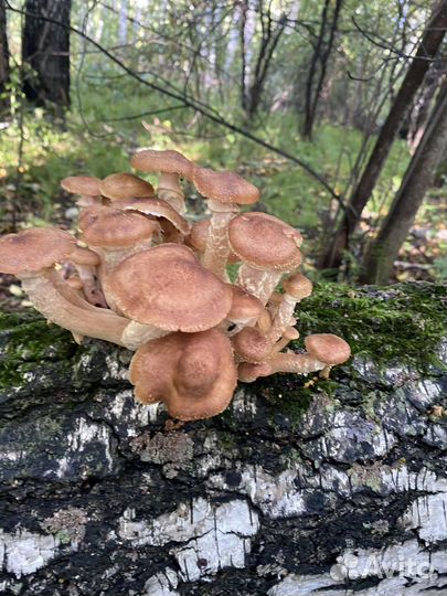 Грибы опята