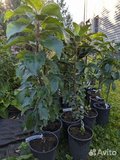 Яблоня колоновидная Камиха,Есения,Поэзия,Восторг