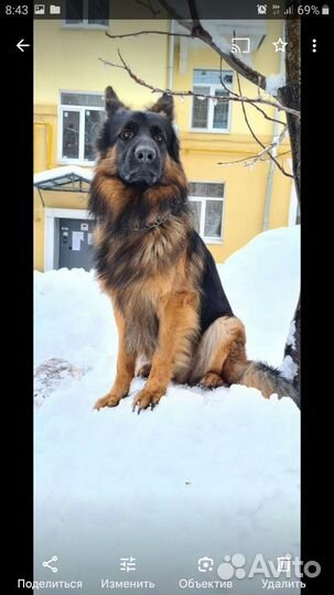 Щенки немецкой овчарки