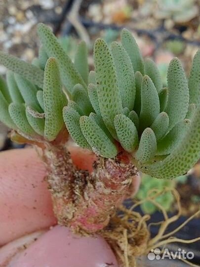 Суккуленты