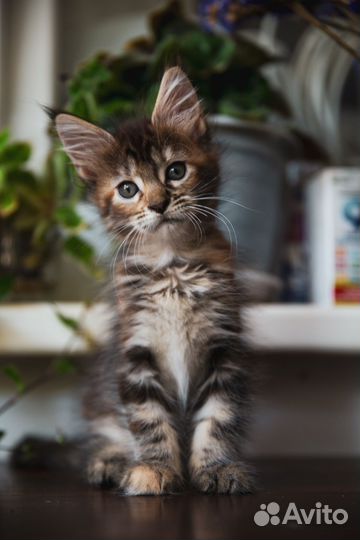 Котята мейн-кун