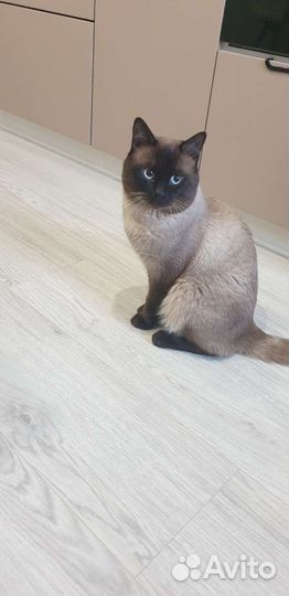 Тайская кот