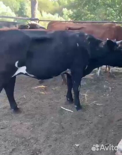Быки живым весом на докорм