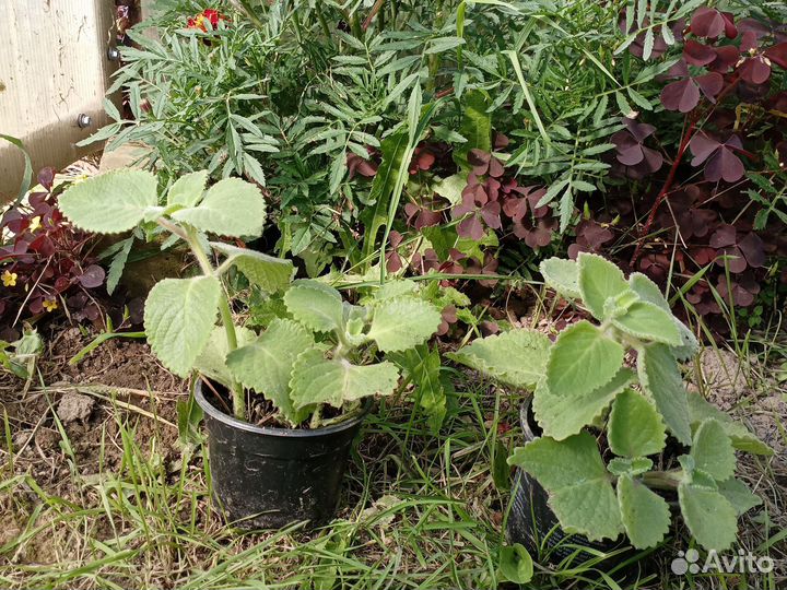 Шпороцветник ароматный