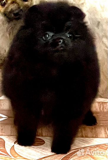 Померанский шпиц