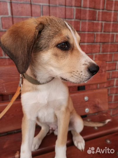 Собака щенок Федор для Души