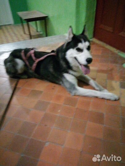 Найден Хаски