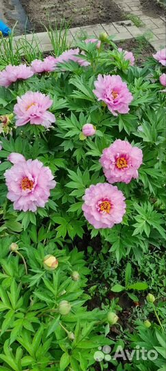 Пион Монинг Лилак