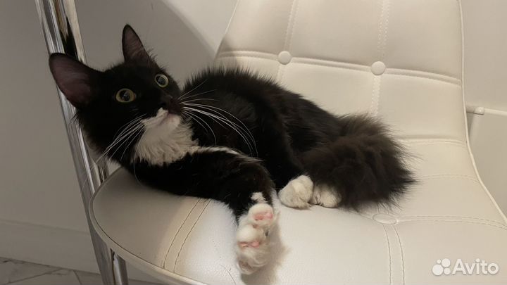 Молодой котик