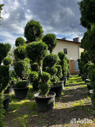 Туи из питомника с доставкой