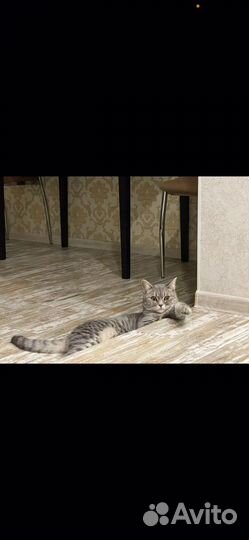 Британский кот