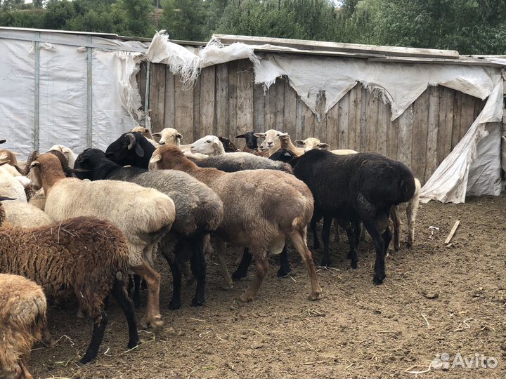 Бараны на племя