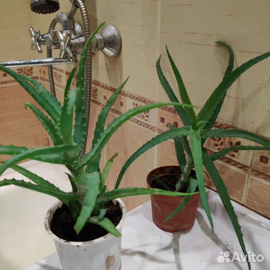 Алоэ столетник