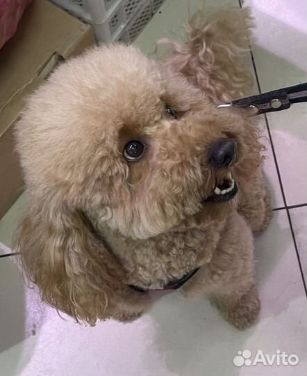 Той-пудель вязка