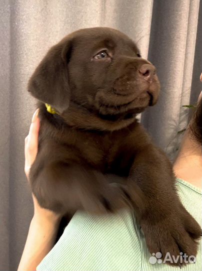 Шоколадный лабрадор