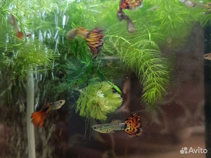 Аквариумные рыбки гуппи