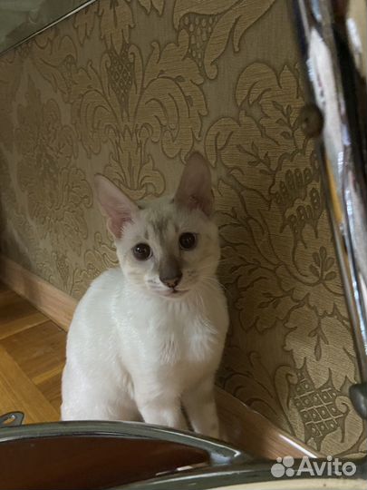 Бенгальская кошка