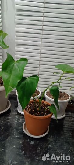 Комнатные цветы