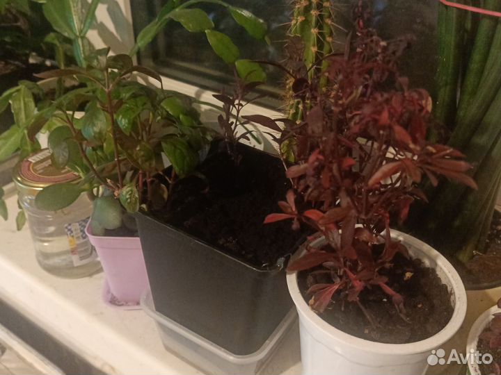 Аквариумные растения прополка