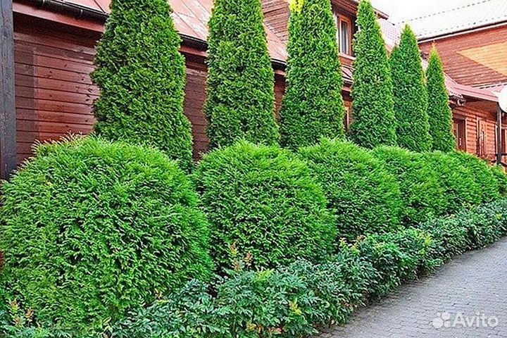 Туя с доставкой