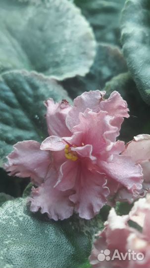 Цветы фиалка