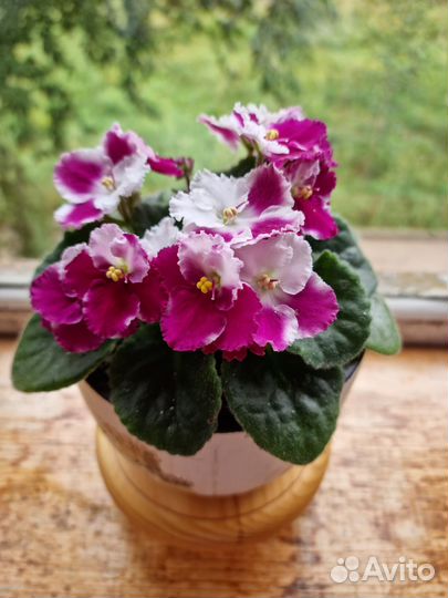 Фиалка в горшках