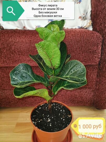 Редкие сортовые фикусы,фикус эльдорадо, лирата