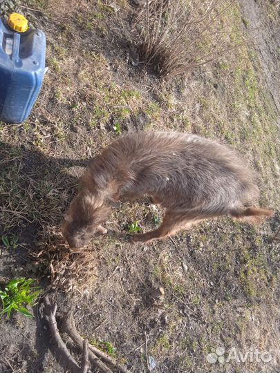 Коза ламанча