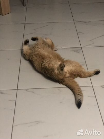 Кот Малыш