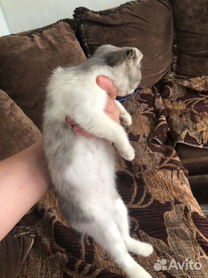 Котенок девочка вислоухий