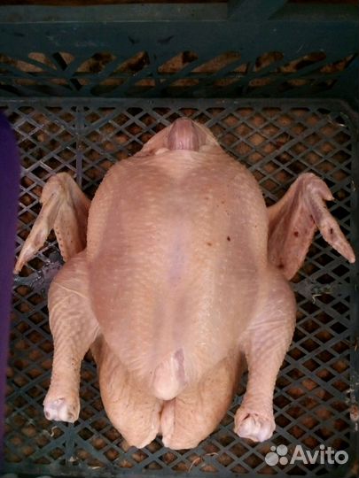 Мясо бройлера