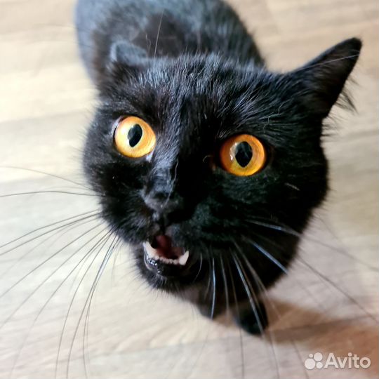 Кошка Агата