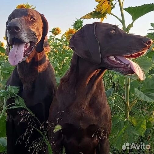 Щенки курцхаара