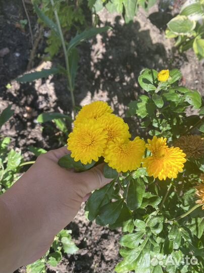 Хризантема