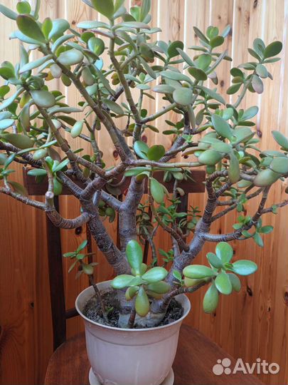 Крассула толстянка